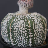 アストロフィツム・アステリアス EC2142