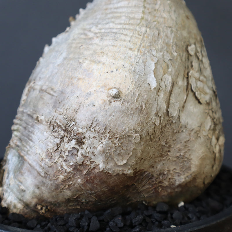 P.ウィンゾリー 60