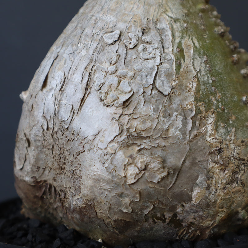 P.ウィンゾリー 60