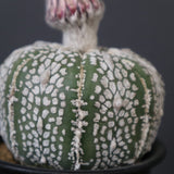 アストロフィツム・アステリアス EC2142