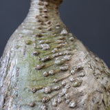 P.ウィンゾリー 60