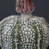 アストロフィツム・アステリアス EC2142