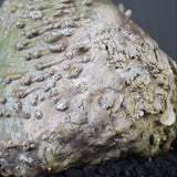 P.ウィンゾリー 60