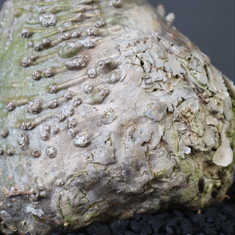 P.ウィンゾリー 60