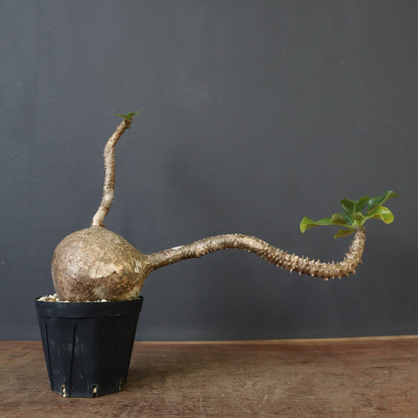 P.ウィンゾリー 55