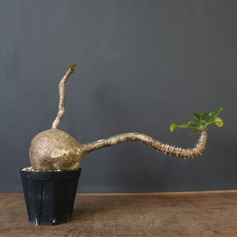 P.ウィンゾリー 55