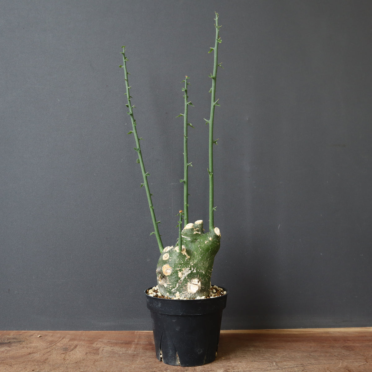 商品 – 2ページ目 – TaiShoDo ONLINE SHOP