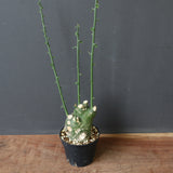 A.プセウドグロボーサ 31