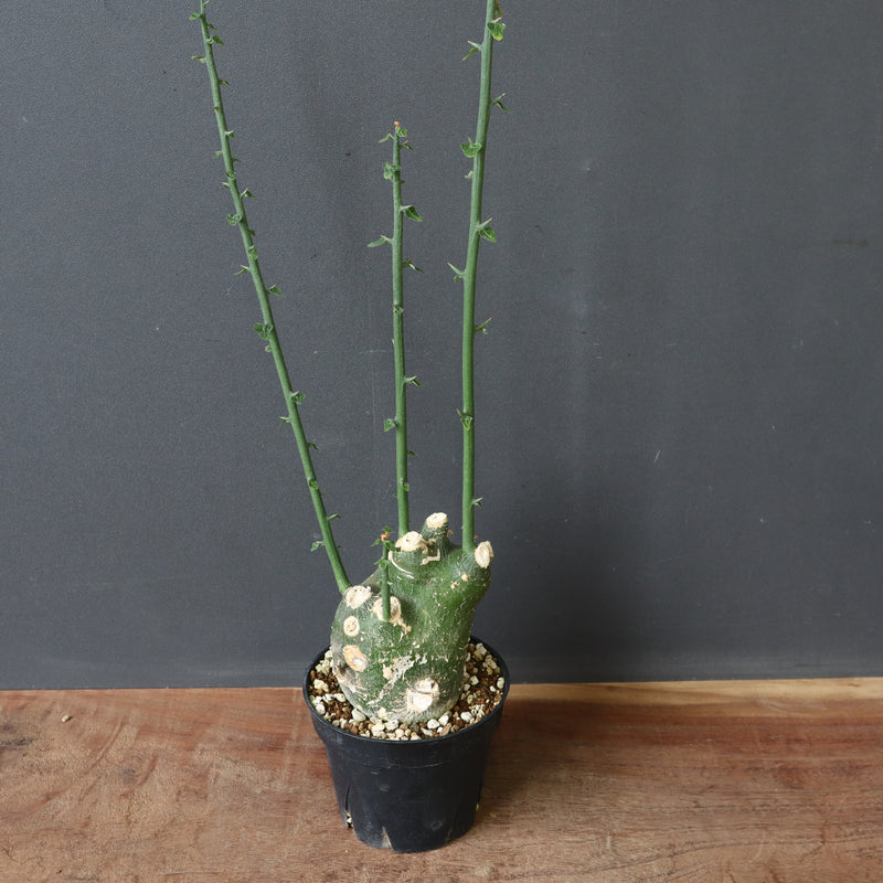 A.プセウドグロボーサ 31