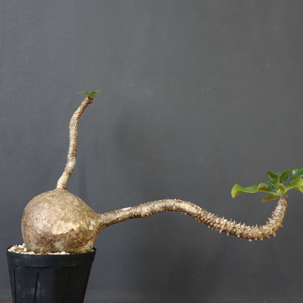 P.ウィンゾリー 55