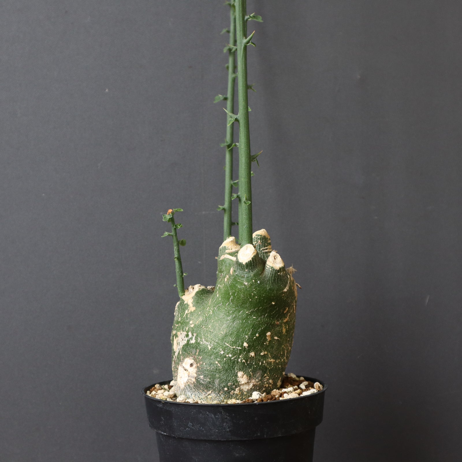 A.プセウドグロボーサ 31 – TaiShoDo ONLINE SHOP