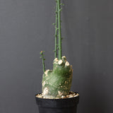 A.プセウドグロボーサ 31