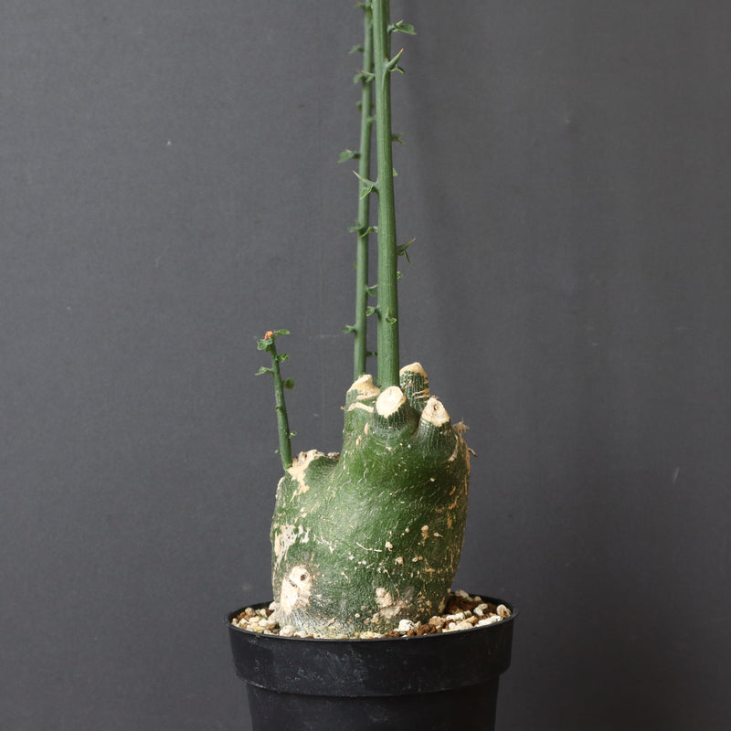 A.プセウドグロボーサ 31