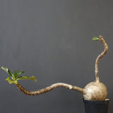 P.ウィンゾリー 55