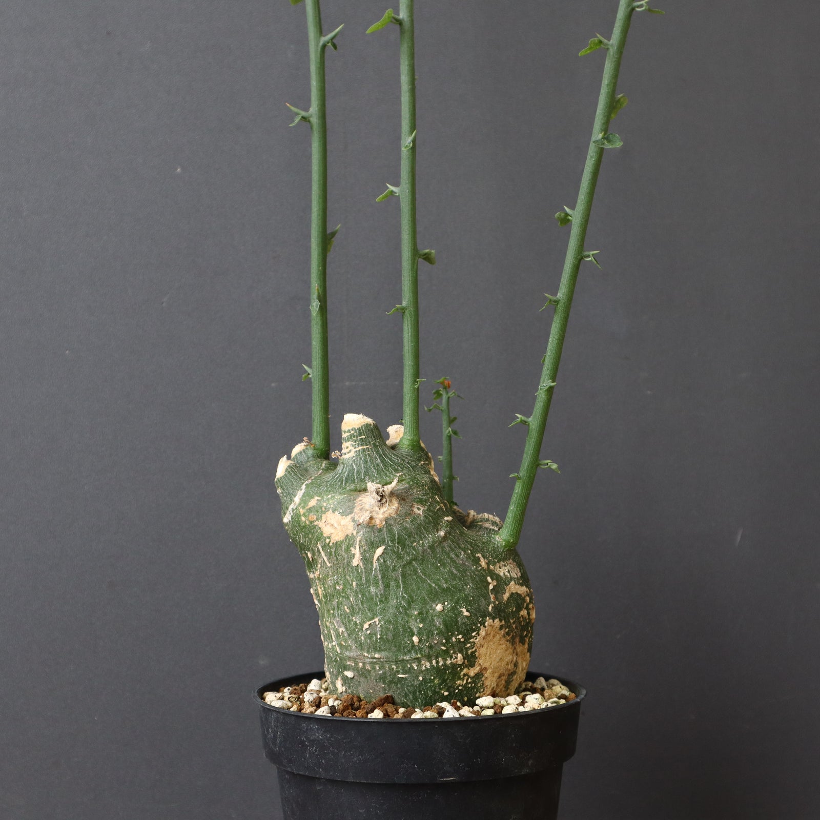 A.プセウドグロボーサ 31 – TaiShoDo ONLINE SHOP