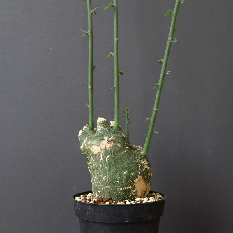 A.プセウドグロボーサ 31