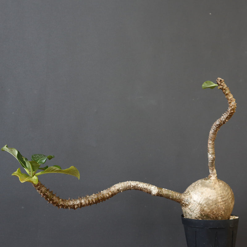 P.ウィンゾリー 55