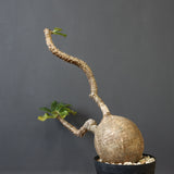 P.ウィンゾリー 55