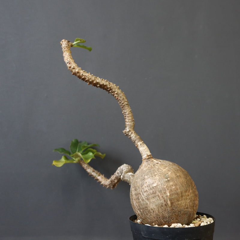 P.ウィンゾリー 55