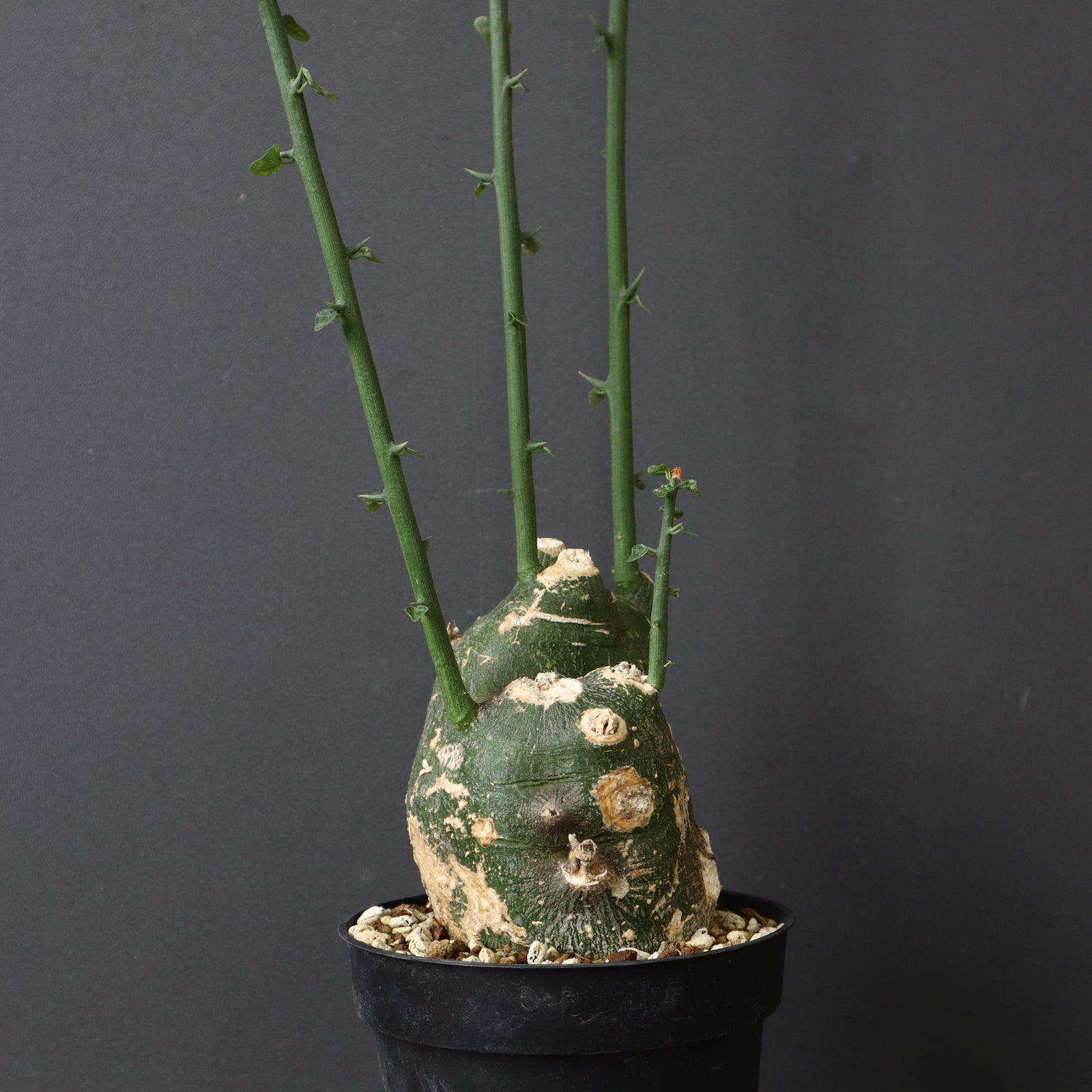 アデニア プセウドグロボーサ 良形 ぼってり アデニア プセウドグロボーサ 良形 ぼってり アデニア プセウド