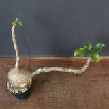 P.ウィンゾリー 55