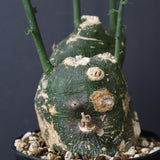 A.プセウドグロボーサ 31