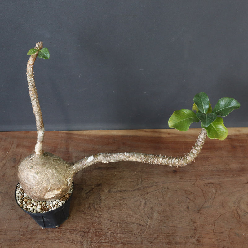 P.ウィンゾリー 55