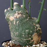 A.プセウドグロボーサ 31