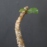 P.ウィンゾリー 55