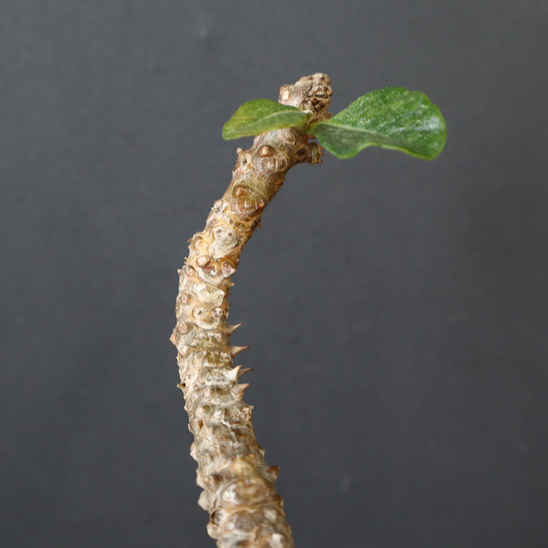 P.ウィンゾリー 55