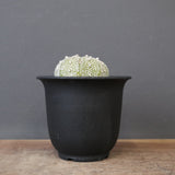 アストロフィツム・アステリアス EC2139