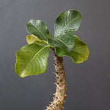 P.ウィンゾリー 55