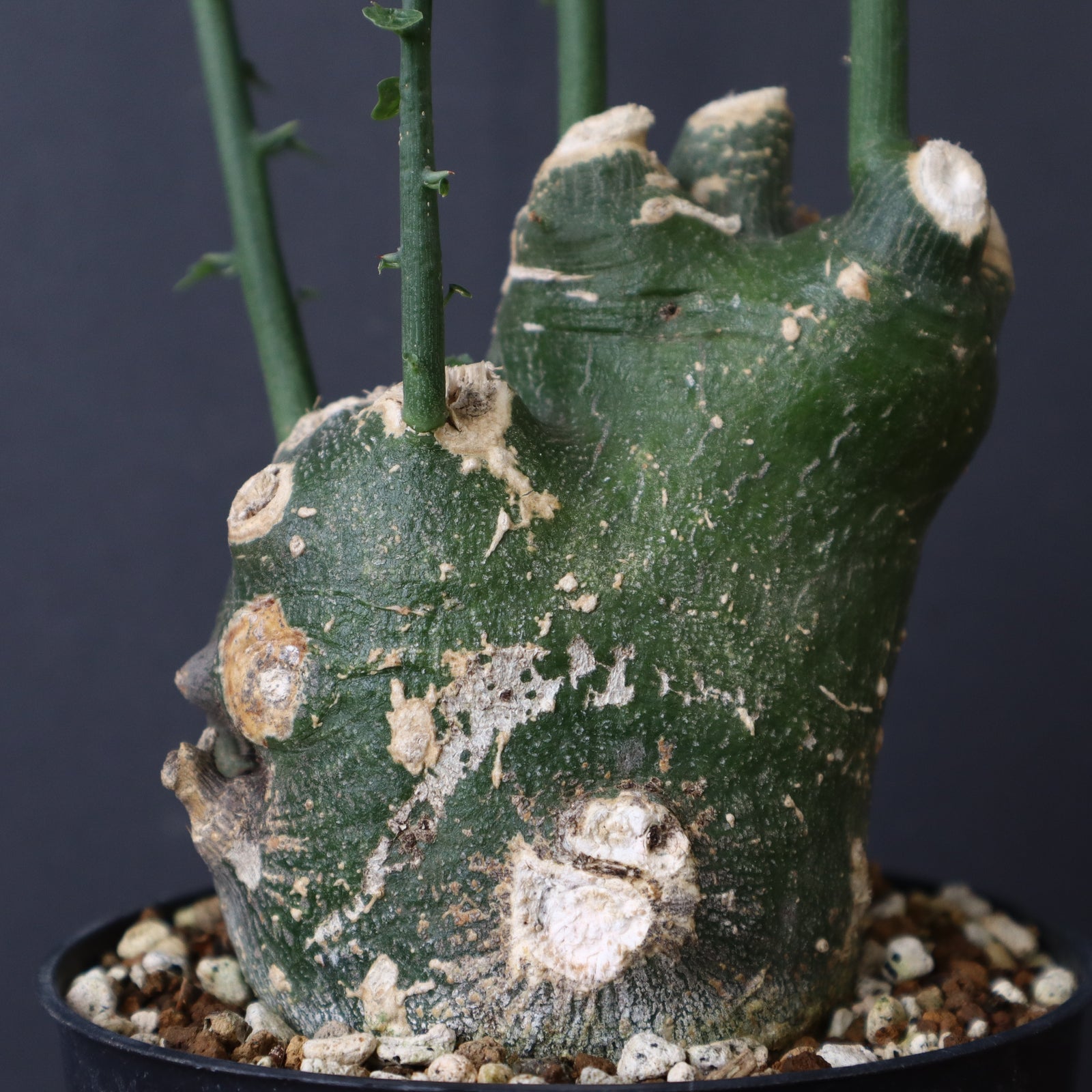 アデニア　プセウドグロボーサ アデニア プセウドグロボーサ Adenia pseudoglobosa 20210806 | SPG