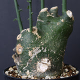 A.プセウドグロボーサ 31