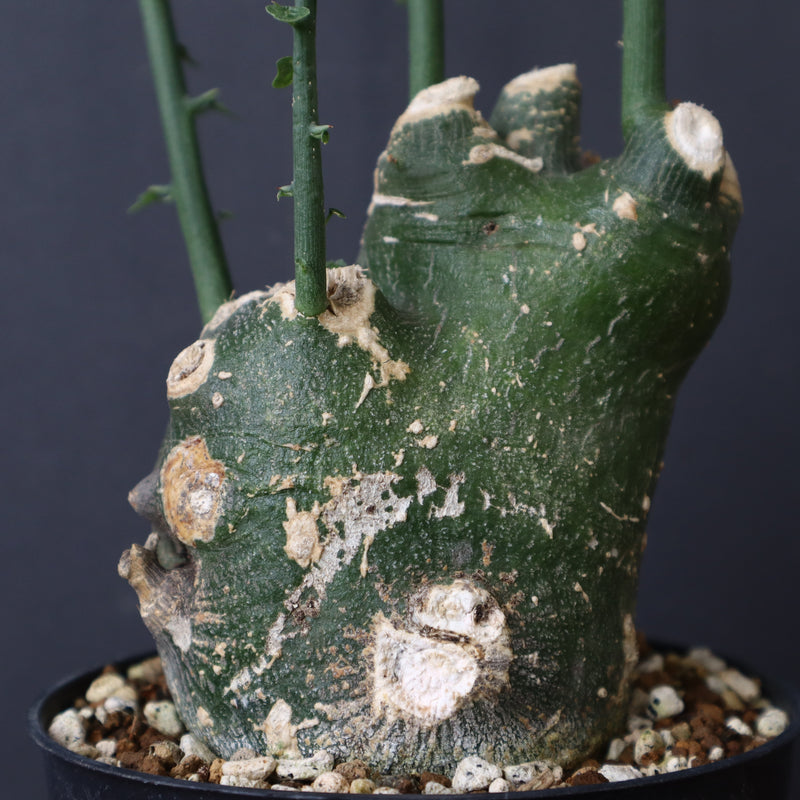 A.プセウドグロボーサ 31 – TaiShoDo ONLINE SHOP