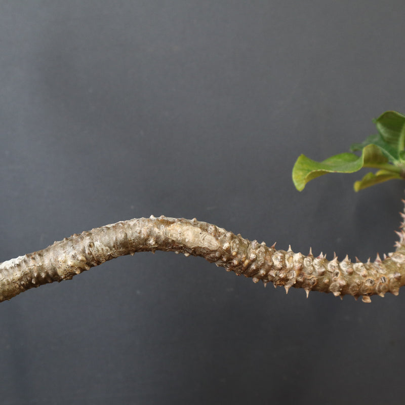 P.ウィンゾリー 55