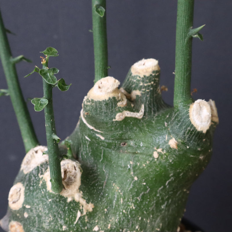 A.プセウドグロボーサ 31