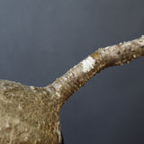 P.ウィンゾリー 55