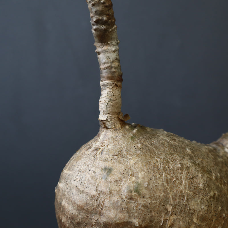 P.ウィンゾリー 55