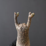 【ベアルート】プセウドボンバックス・エリプティクム (実生) 12
