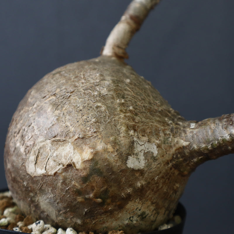 P.ウィンゾリー 55