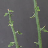 A.プセウドグロボーサ 31