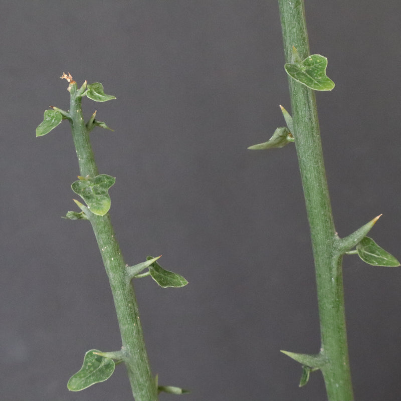 A.プセウドグロボーサ 31