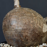 P.ウィンゾリー 55