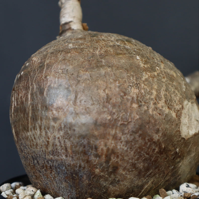 P.ウィンゾリー 55