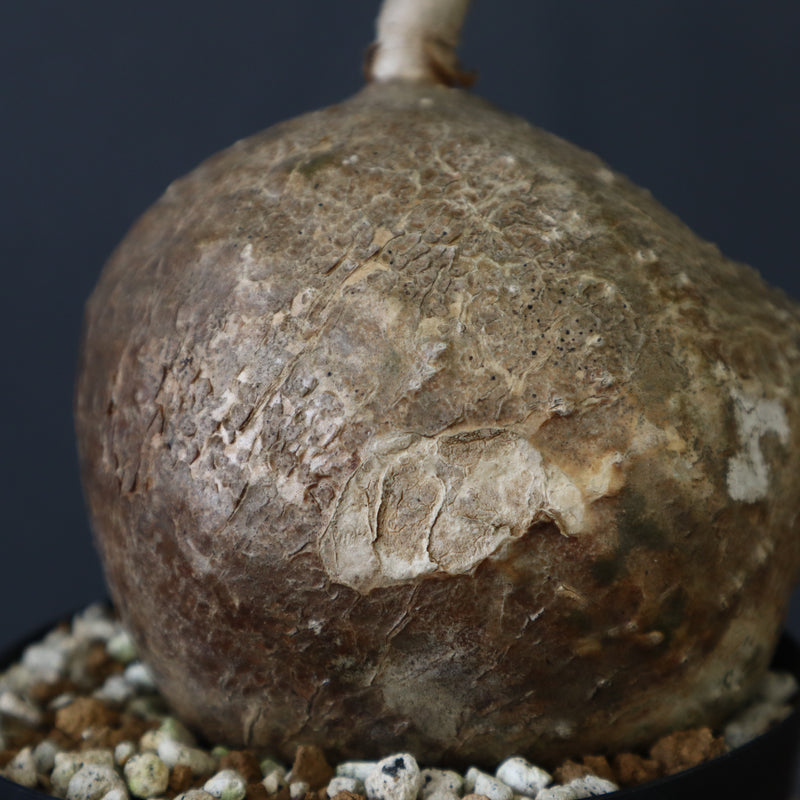 P.ウィンゾリー 55