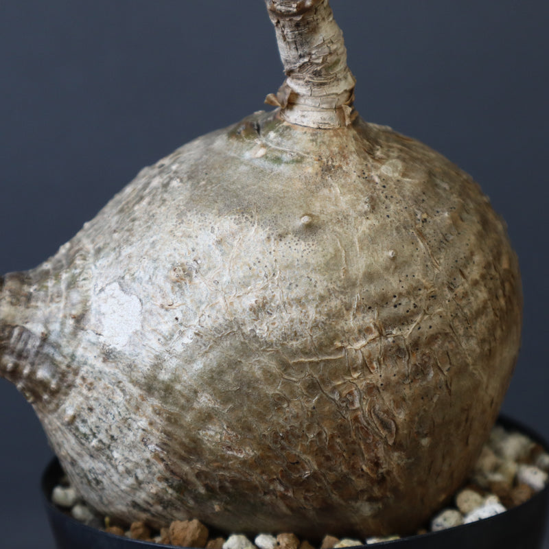 P.ウィンゾリー 55