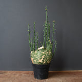 A.プセウドグロボーサ 32