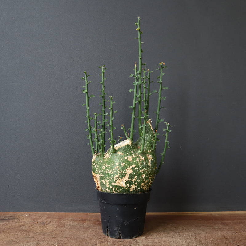 A.プセウドグロボーサ 32