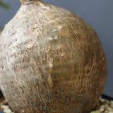 P.ウィンゾリー 55